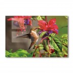 Kitchen Backsplash Hummingbird Tempered Glass