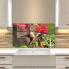 Kitchen Backsplash Hummingbird Tempered Glass