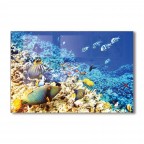 Underwater World Tempered Glass Backsplash